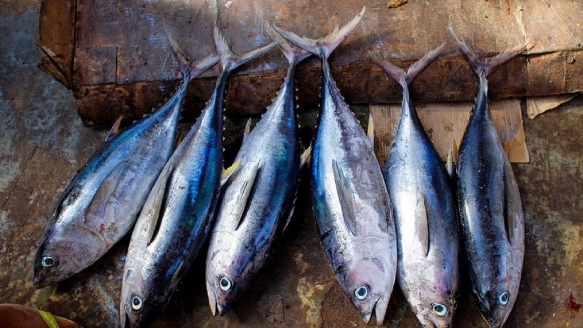 Новини Харкова: З продажу вилучають небезпечну рибу