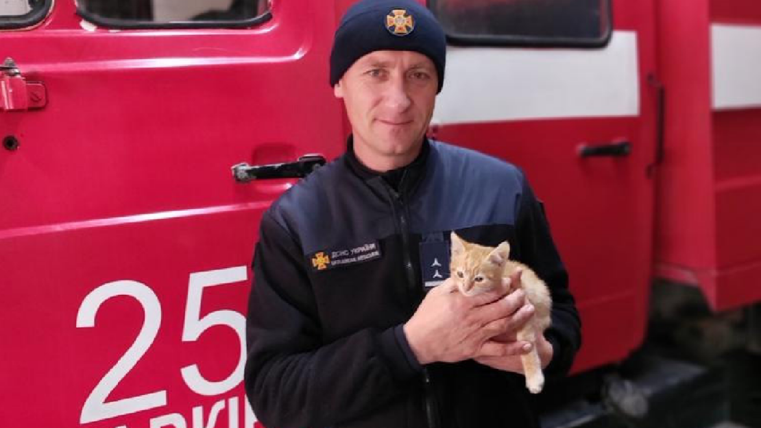 ДСНС врятували кошеня під час пожежі - Новини Харкова