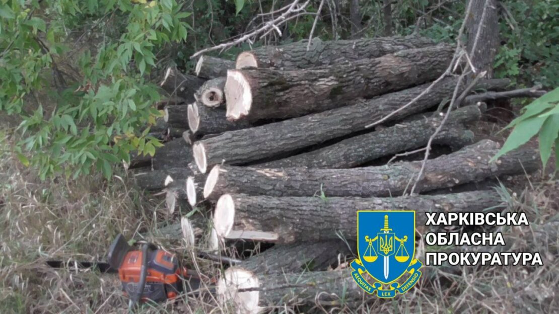 На Харківщині судитимуть "чорного лісоруба", який вирубав ясені 