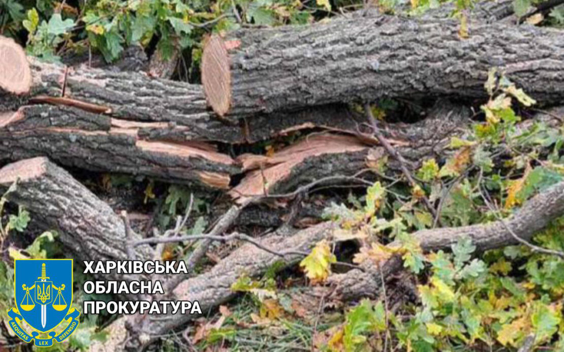 На Харківщині судитимуть «чорного лісоруба», який вирубав дуби