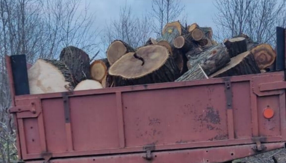 На Харківщині "чорний лісоруб" вирубав дерева на 300 тисяч гривень