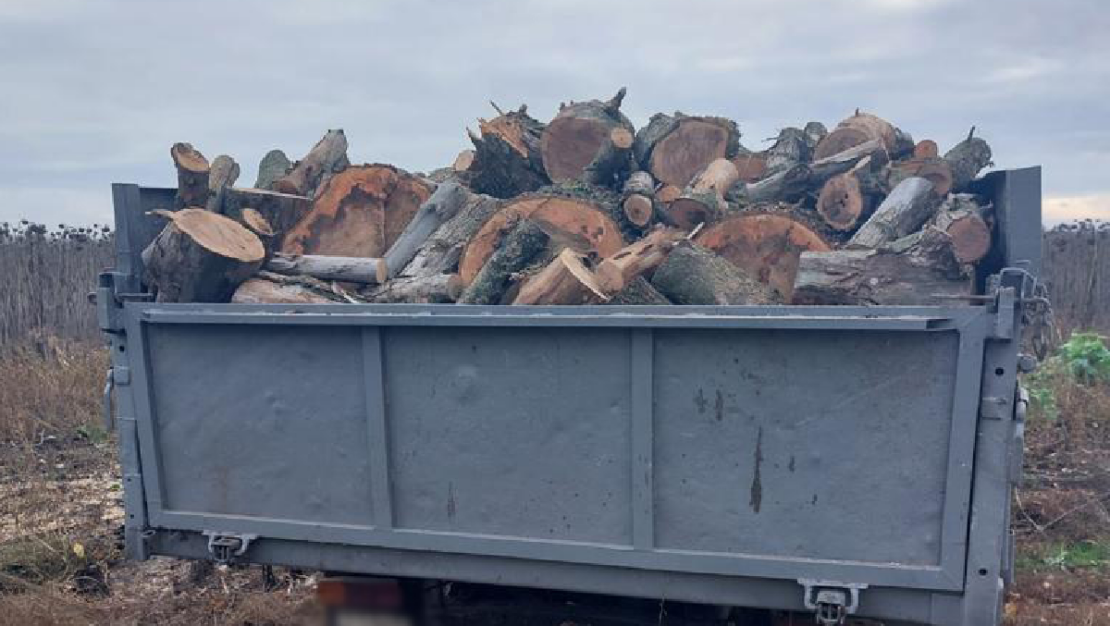 На Харківщині «чорні лісоруби» спиляли 50 дерев у села Борівське