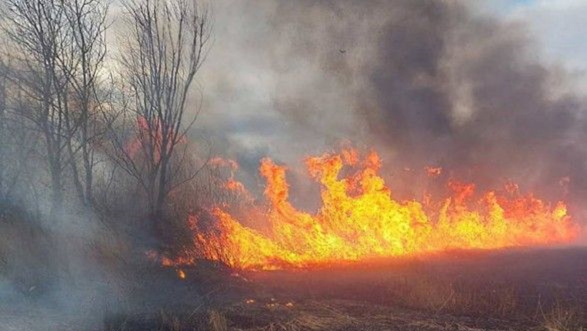 В екосистемі на околиці Харкова сталася масштабна пожежа