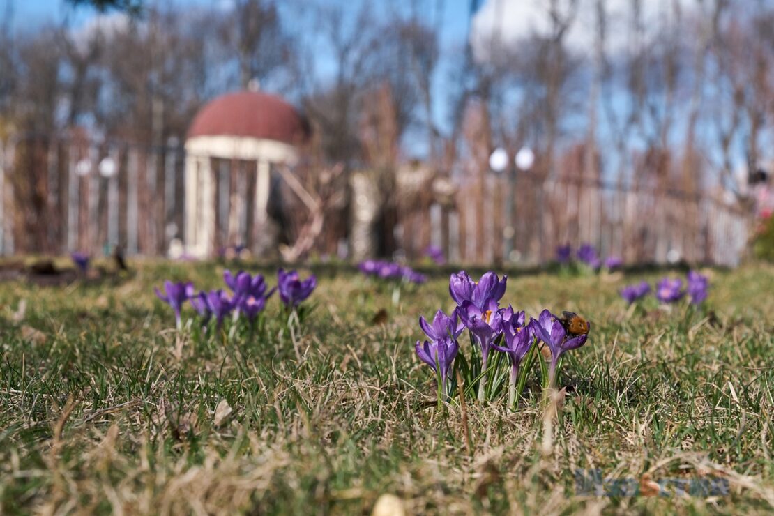 Перші квіти та фонтан у Центральному парку Харкова (фото)