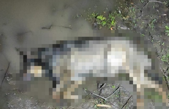 У Харкові виявлено собаку, який загинув від рук  живодерів