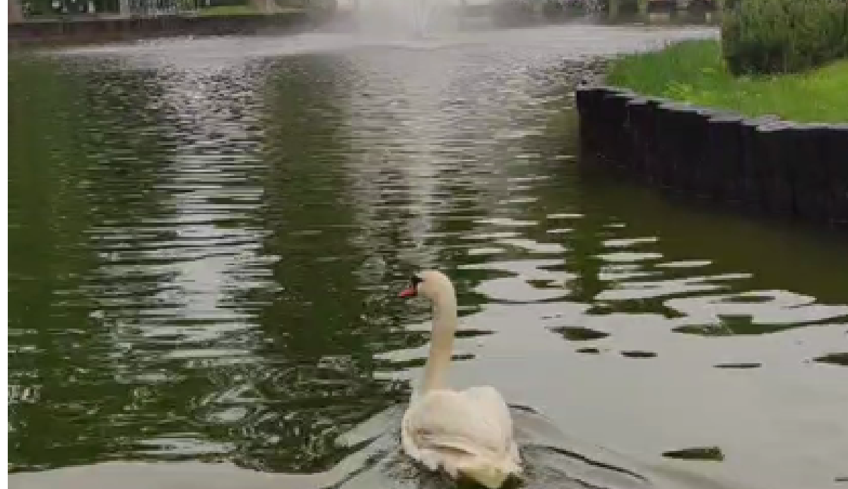 До Центрального парку повернулися лебеді (відео)