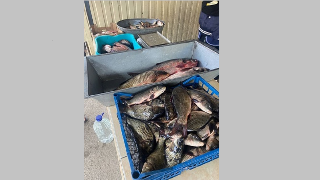 На стихійному ринку у Первомайському незаконно торгували рибою