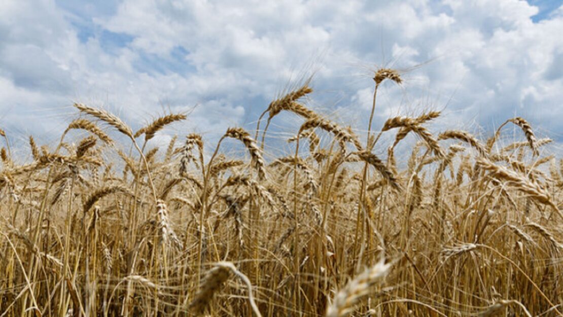 На Харківщині намолотили понад 9 тисяч тонн зерна нового врожаю