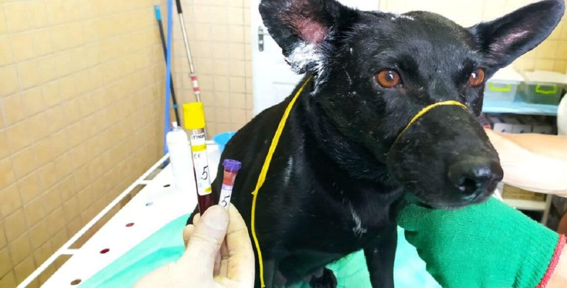 Жорстоке поводження з тваринами: собаки з селища Докучаєвське