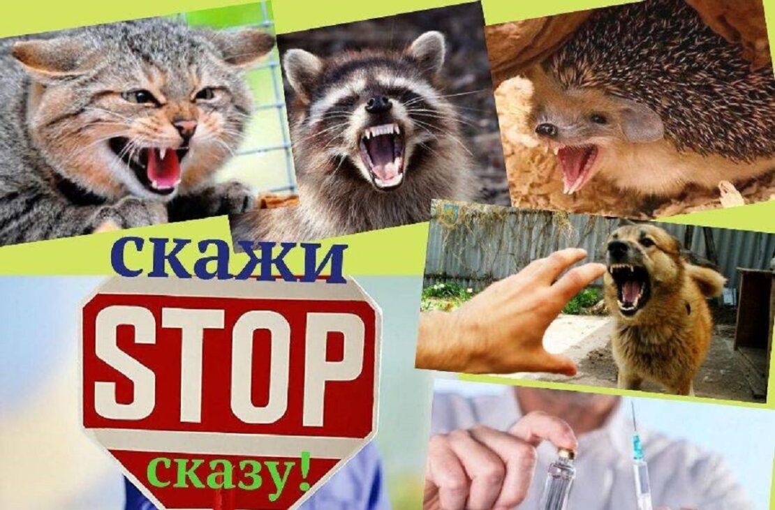 У Харківській області підтвердили 12 випадків сказу у тварин