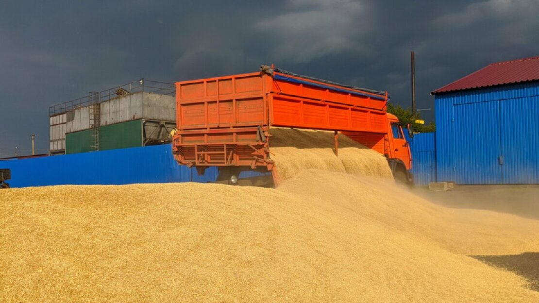Жнива-2023: На Харківщині намолотили 1,3 млн тонн зерна