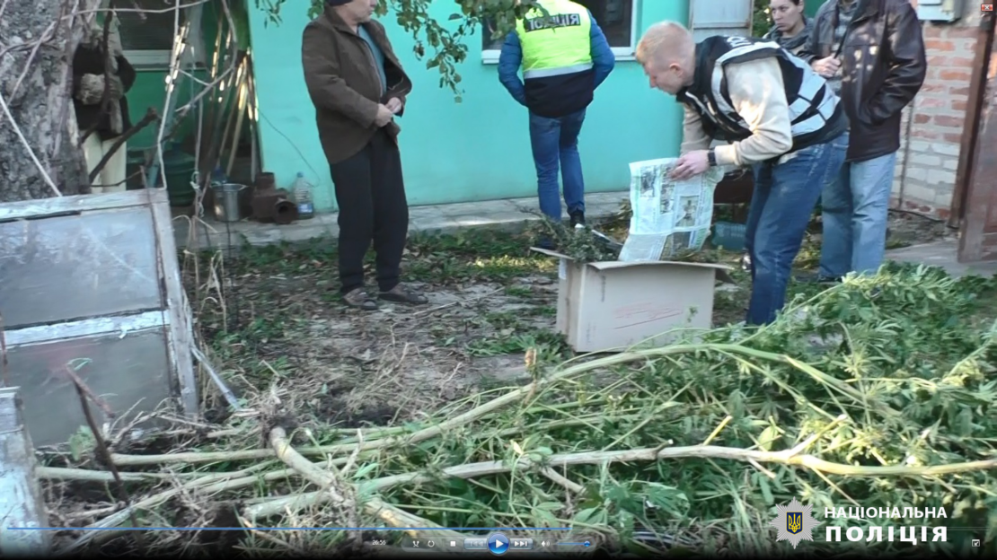 59-річний житель Харківщини перетворив своє подвір'я на плантацію коноплі (фото)