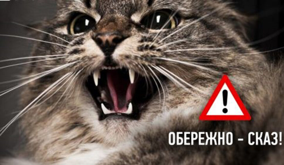 У селі Киселі на Харківщині виявили сказ у кота