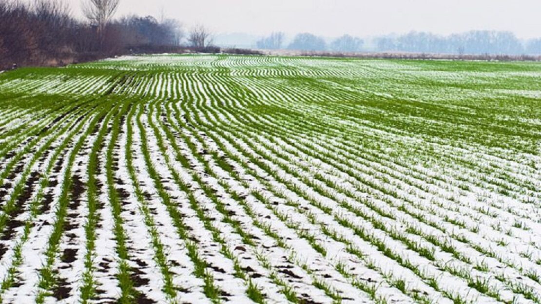 Харківські аграрії роблять ставку на пшеницю та ріпак