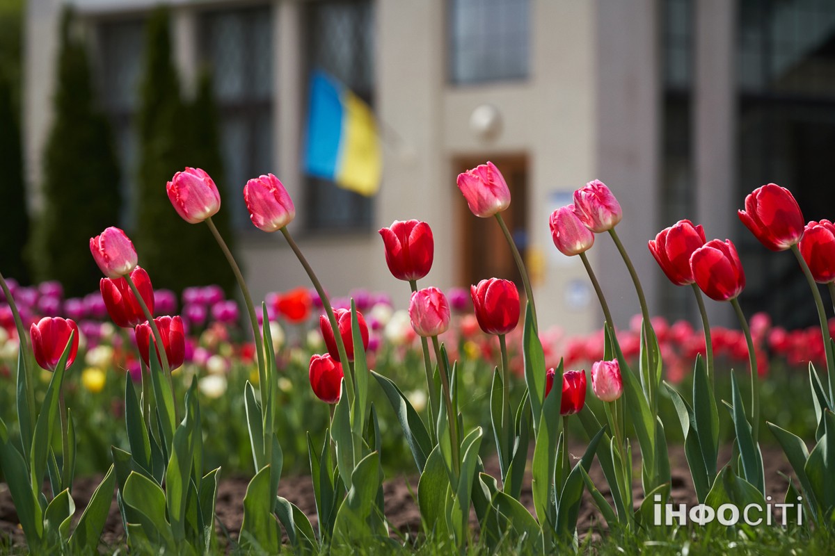 У Харкові розквітли тюльпани - фоторепортаж