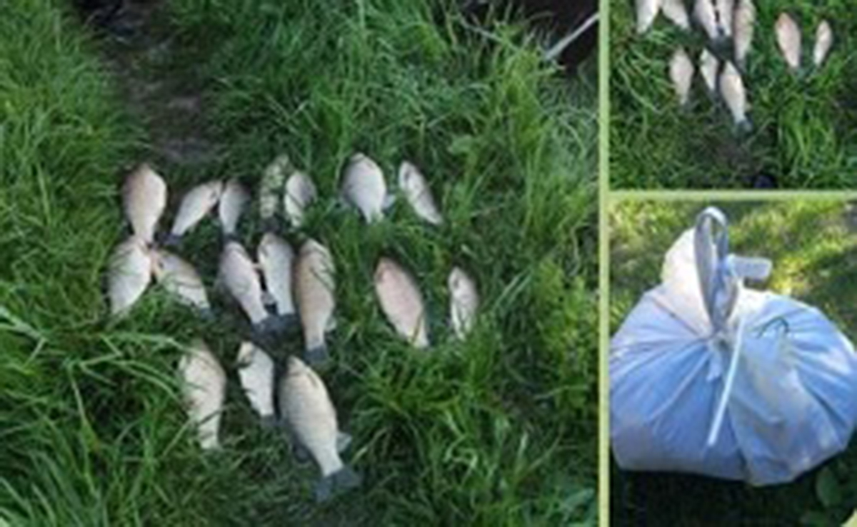На Харківщині браконьєр наловив риби на 26 тисяч гривень