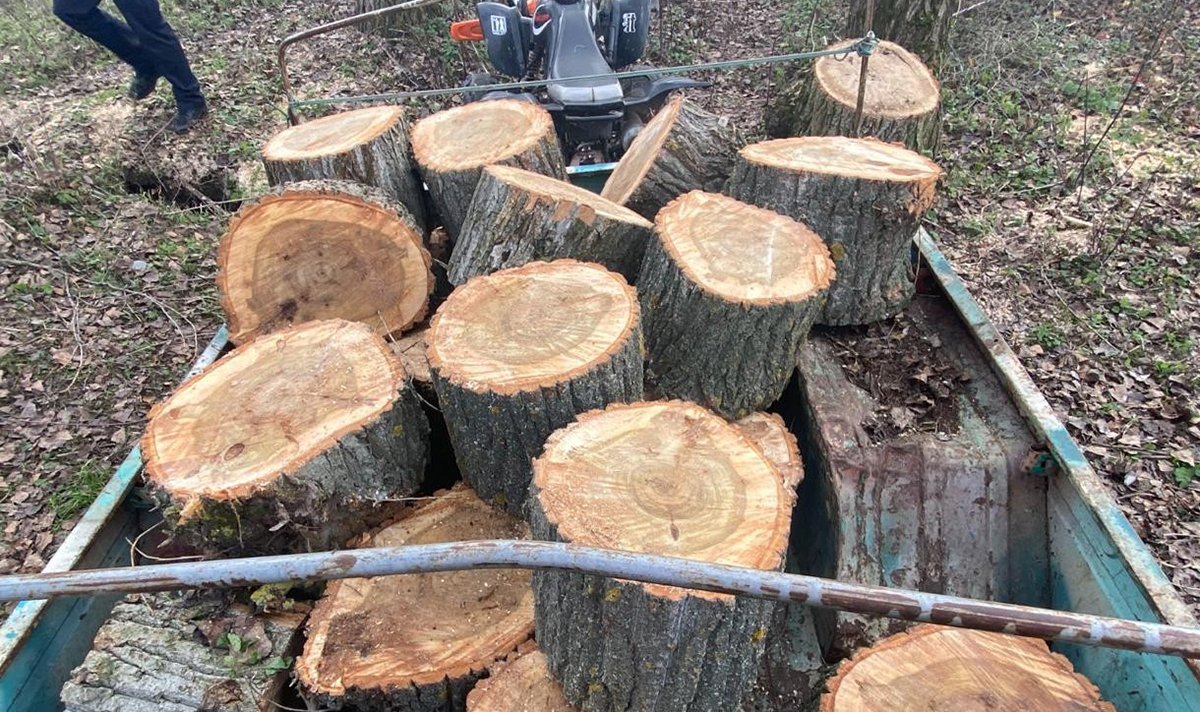 На Харківщині "чорний лісоруб" вирубав дерева на 120 тис. грн